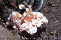 Harlequin Shrimp - Bali by Debra Cahill 
